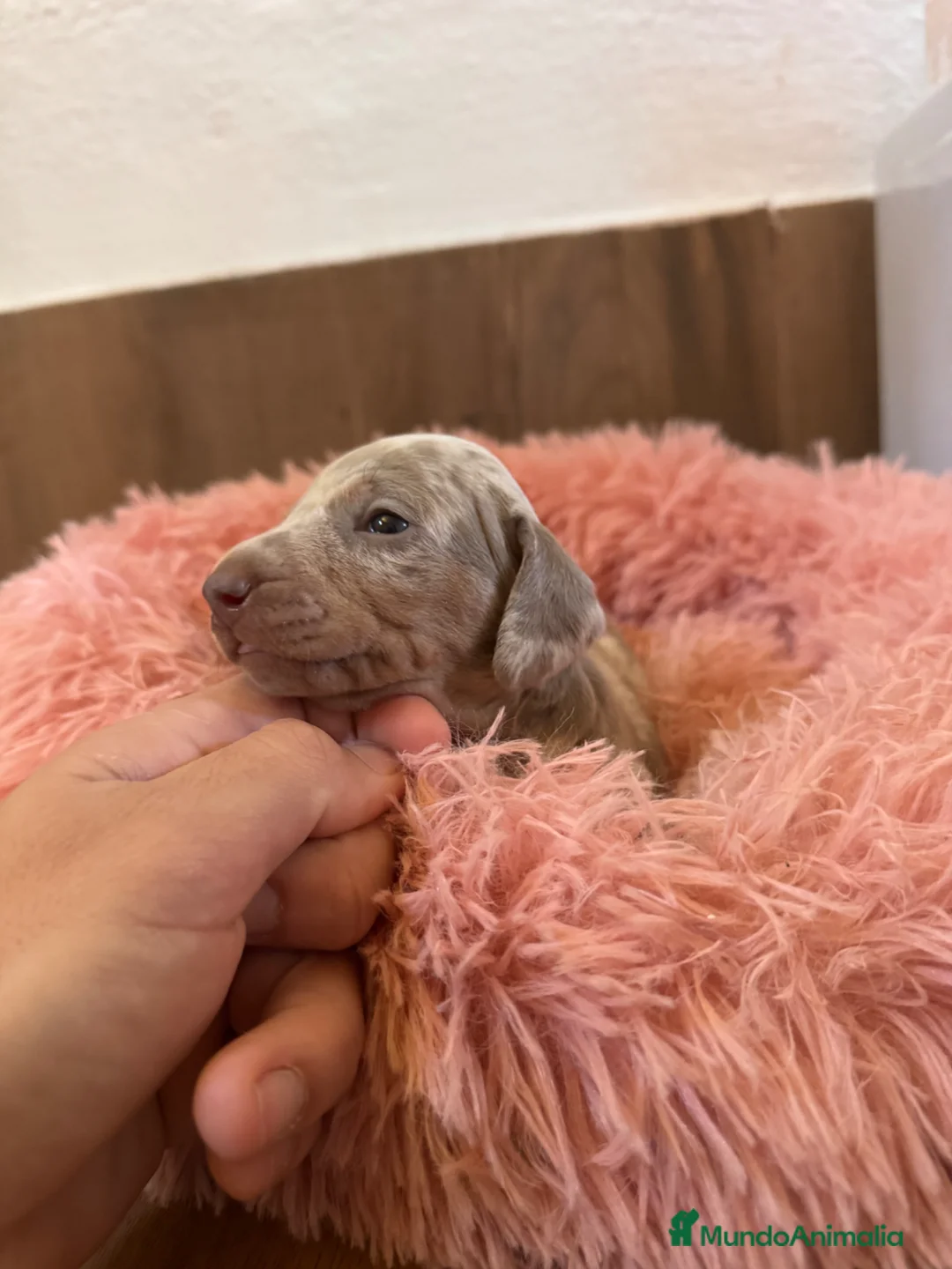 Teckel Miniatura perros en venta: teckel arlequin isabela  - Anuncio 2