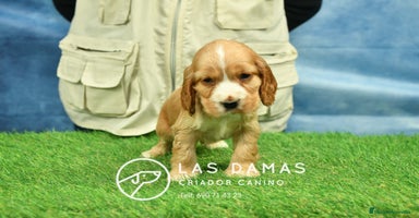 Cocker Spaniel Inglés perros Cachorros de cocker spaniel inglés disponibles.  - Anuncio 2