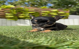 Chihuahua perros en venta: CHIHUAHUA MACHO - Imagen 13