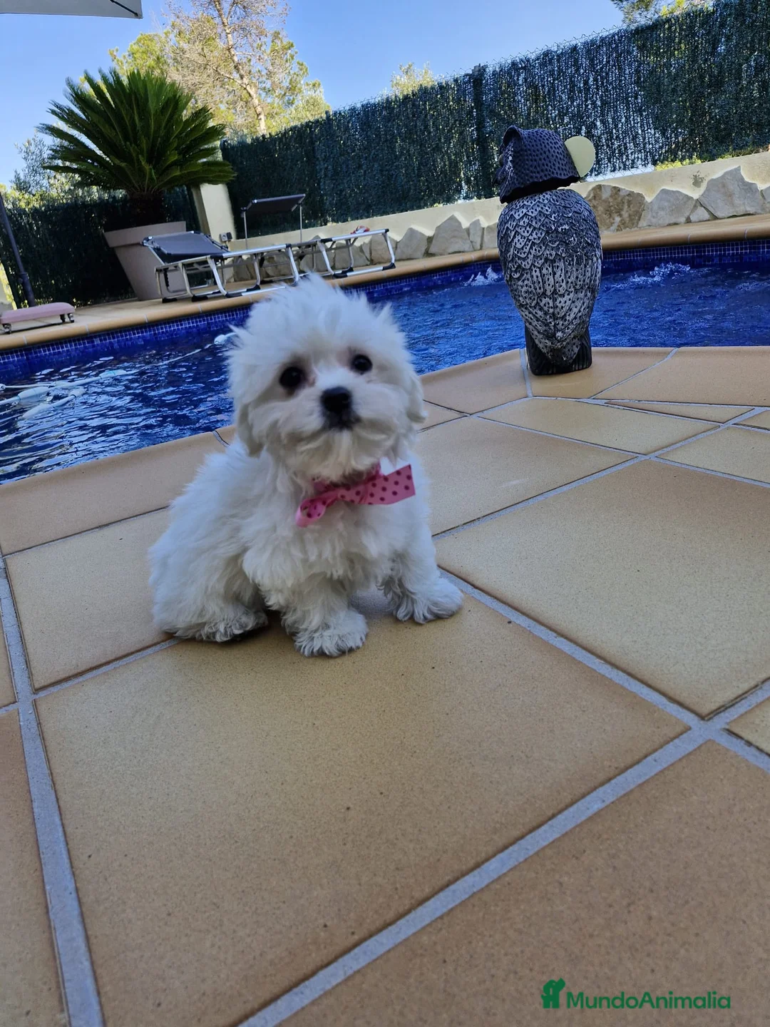 Bichón Maltés perros en venta: Bichón maltés  en Barcelona - Anuncio 4