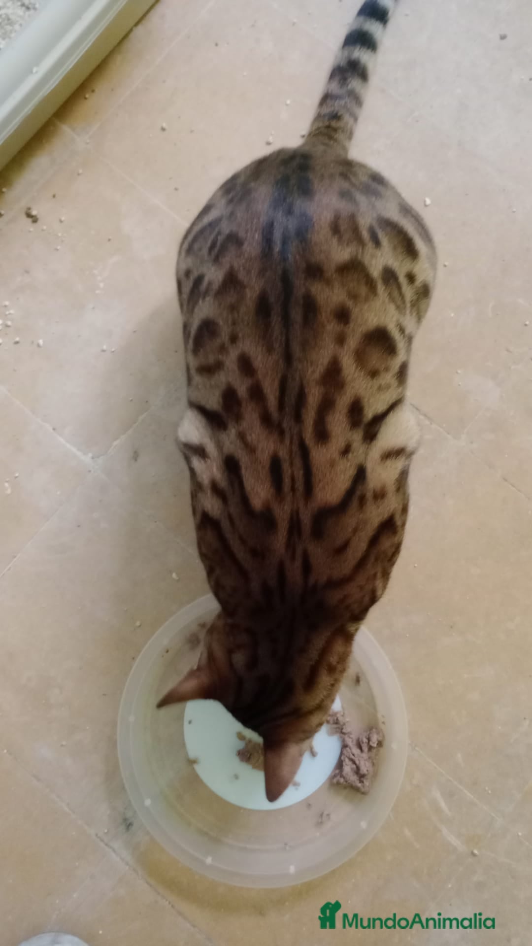 Bengalí gatos en venta: Gatos bengalis tienen 8 meses  - Anuncio 16