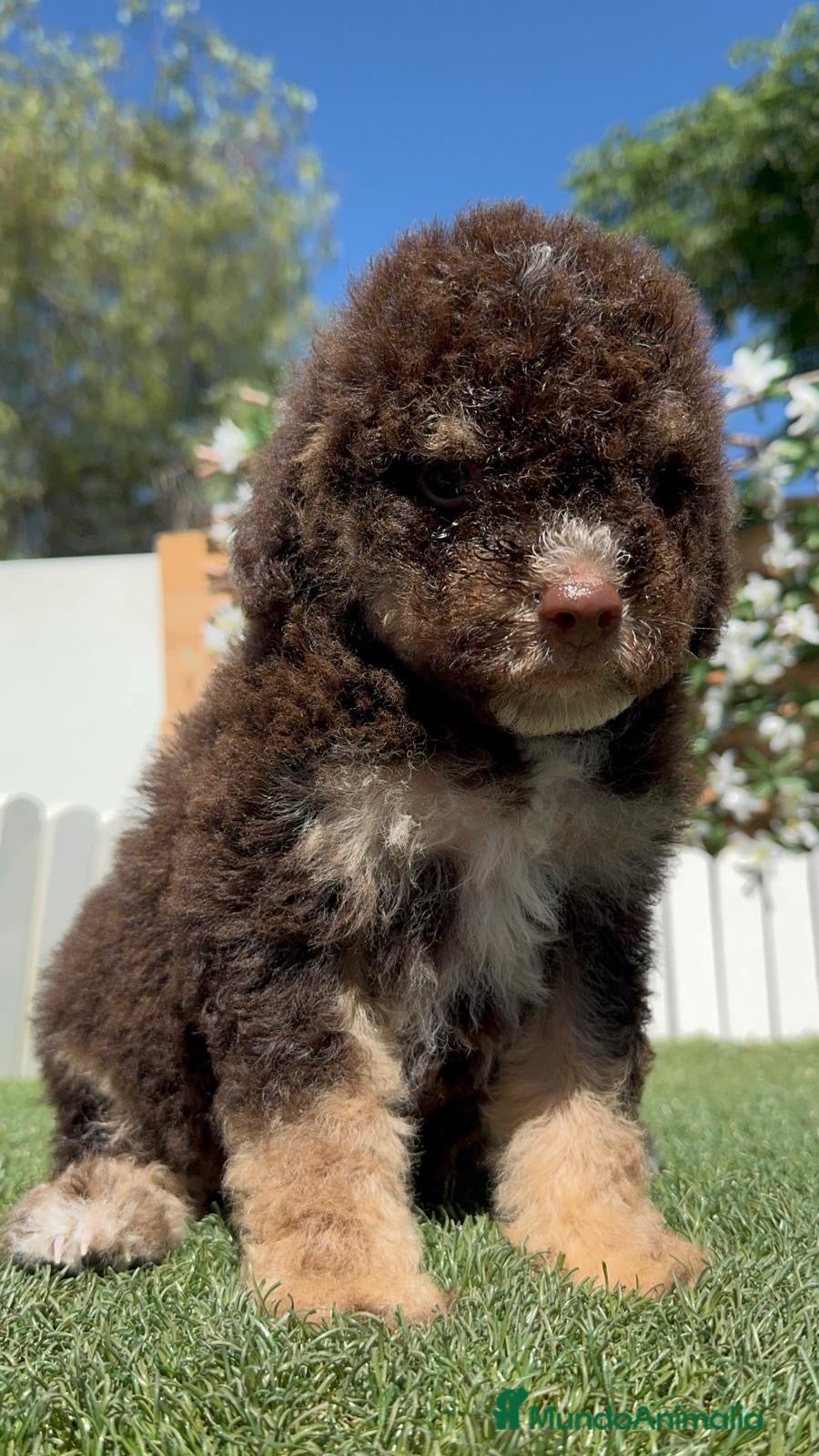 Perro de Agua Español perros en venta: PERRO DE AGUA ESPAÑOL - Anuncio 19
