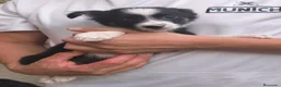 Raza Mixta perros en venta: Cachorros cruze border collie! Raza pequeña! - Anuncio 3