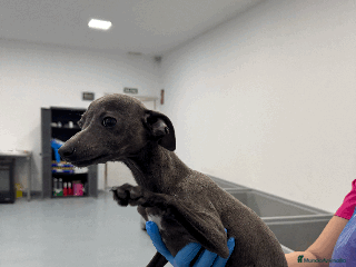 Galgo Español perros en Madrid - Anuncio 3