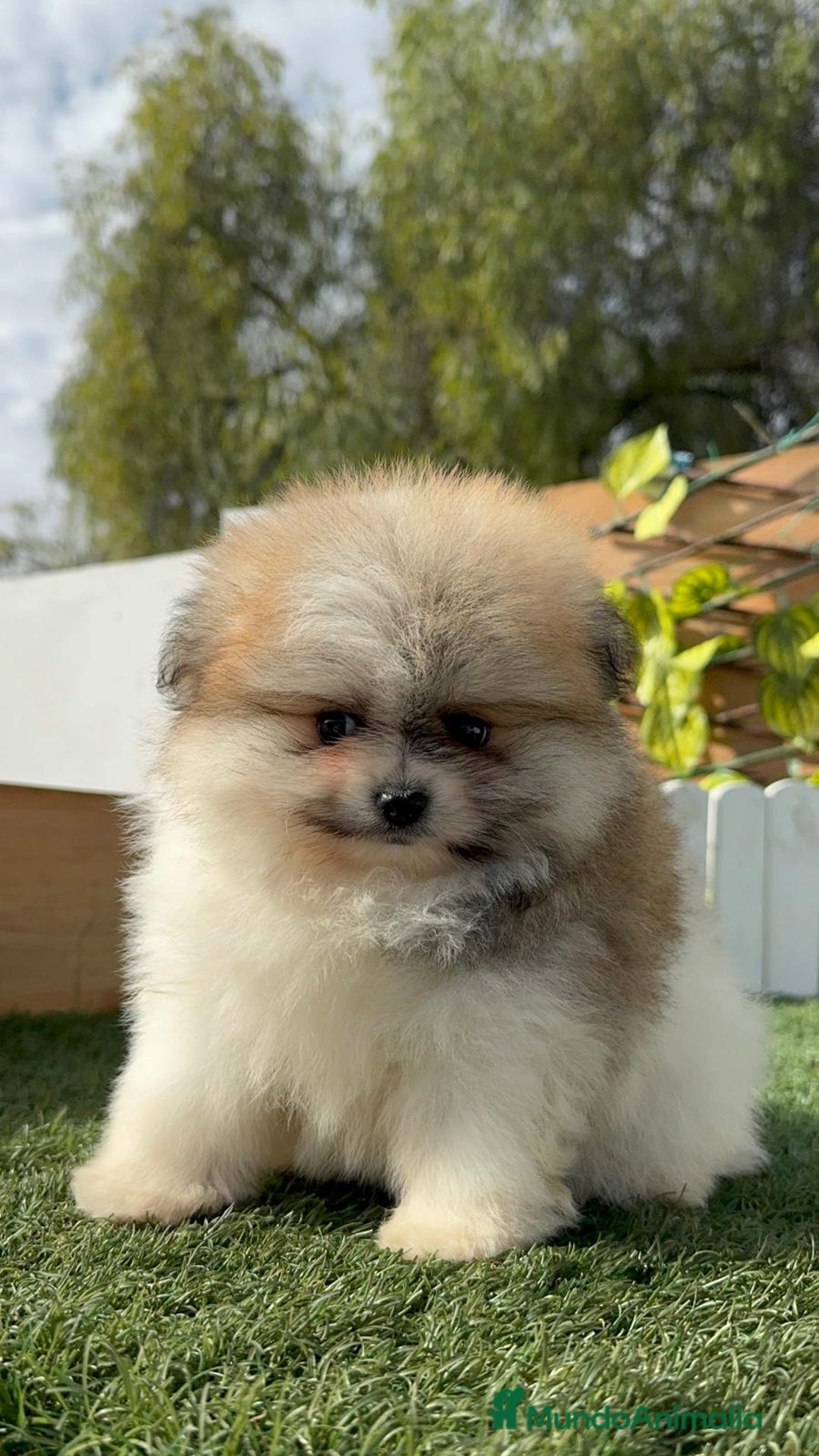 Pomerania perros en venta: POMERANIA HEMBRA DISPONIBLE - Anuncio 16