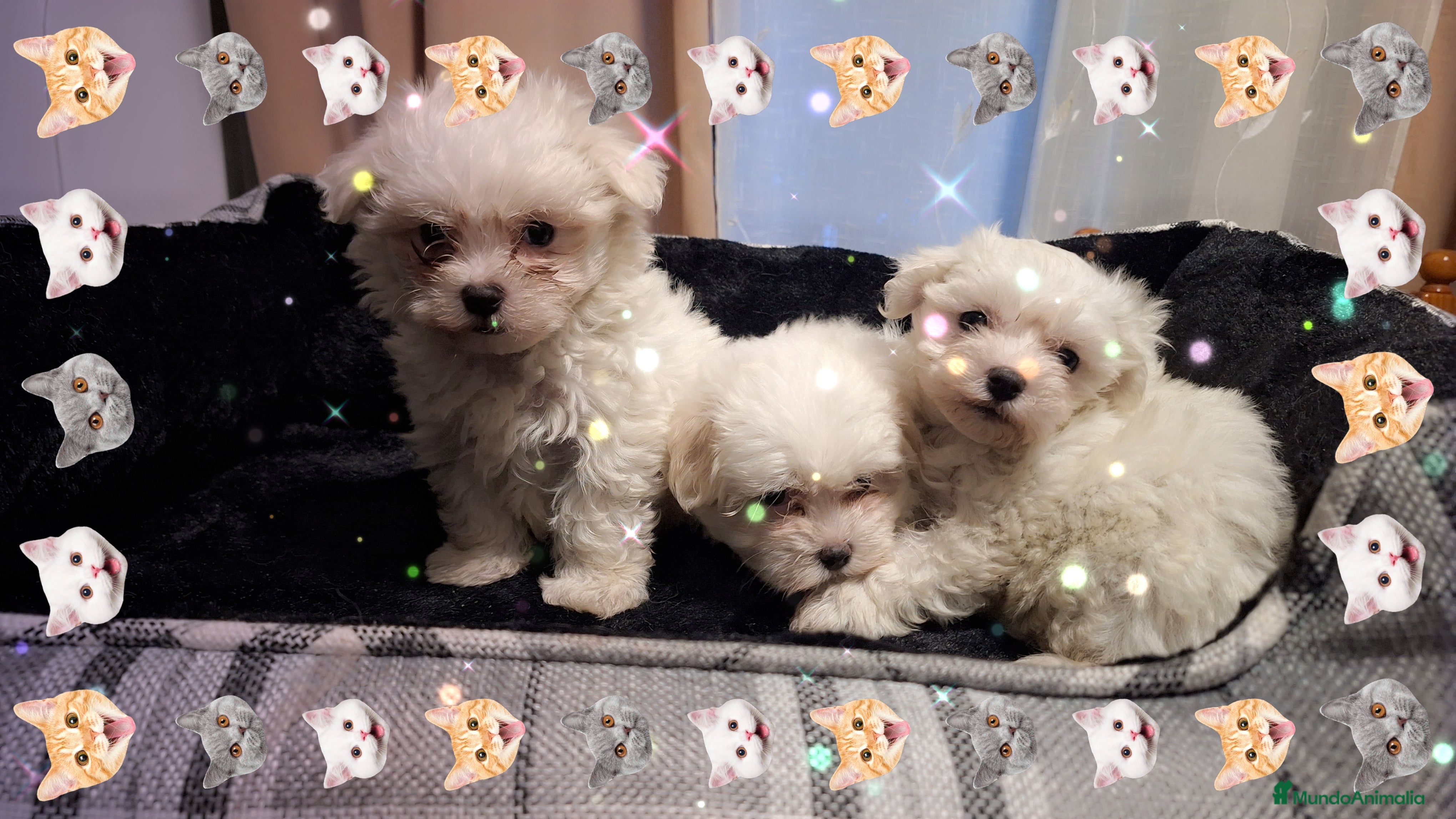 Bichón Maltés perros Bichón maltés  - Anuncio 1