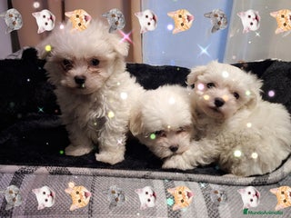 Bichón Maltés perros Bichón maltés - Anuncio 1