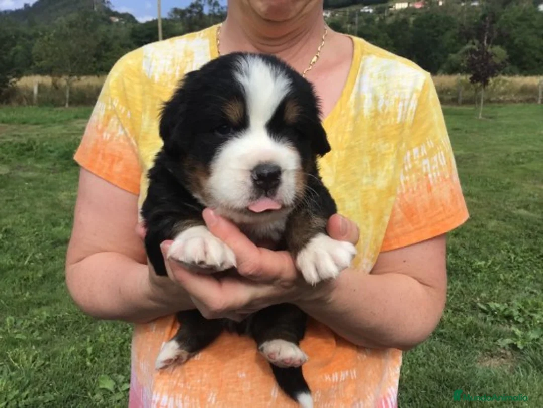 Imagen de galería {{count}}