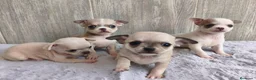 Chihuahua perros en venta: CHIHUAHUA - Anuncio 5