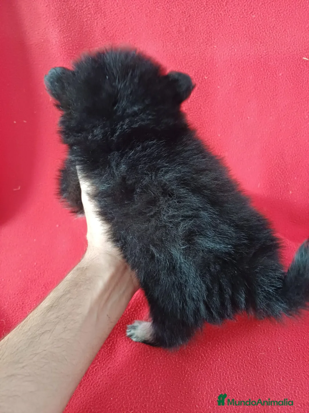 Pomerania perros en venta: Pomerania Mini  - Anuncio 3