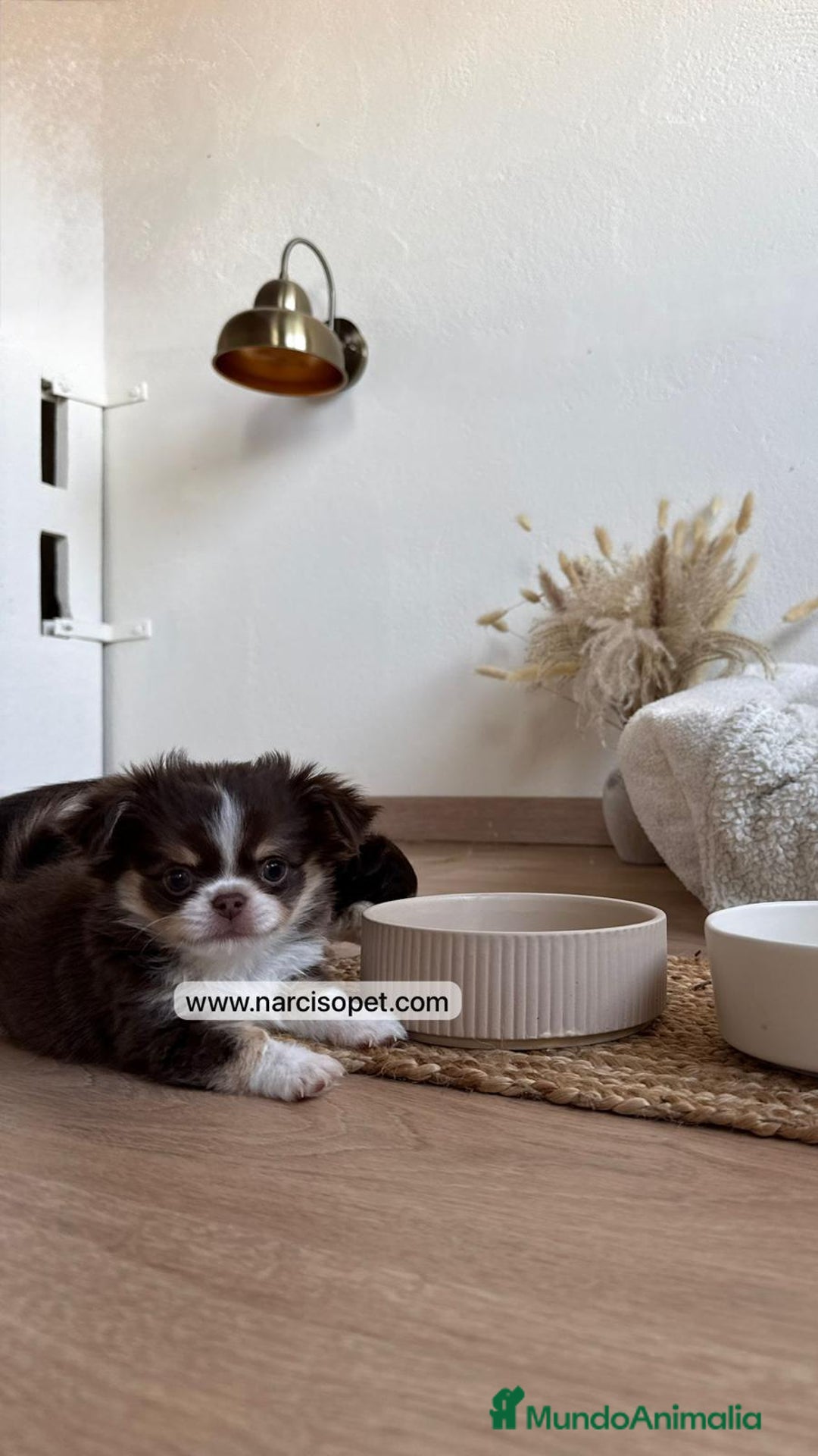 Chihuahua perros en venta: CHIHUAHUA PELO LARGO LINEA RUSA - Anuncio 2