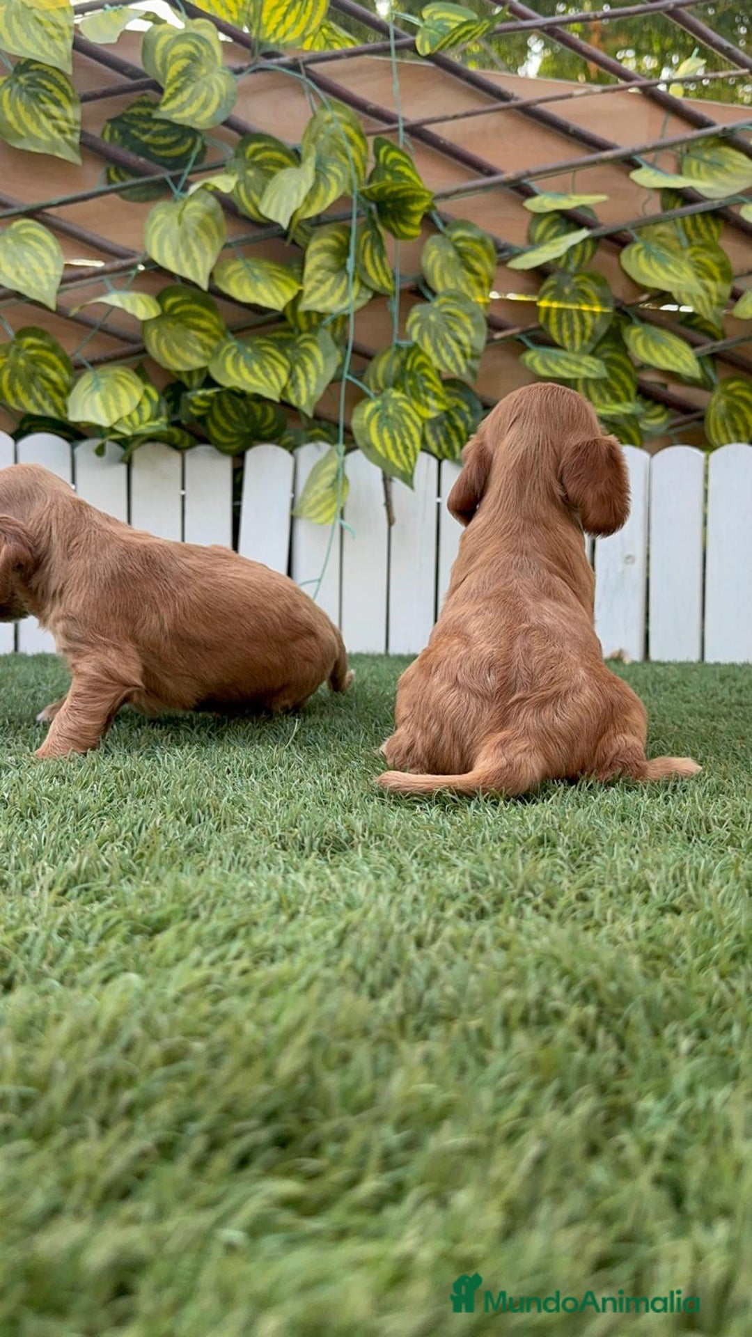 Cocker Spaniel Inglés perros en venta: COCKER SPANIEL INGLES MACHO  - Imagen 22