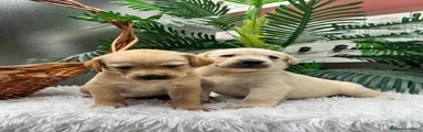 Labrador Retriever 4