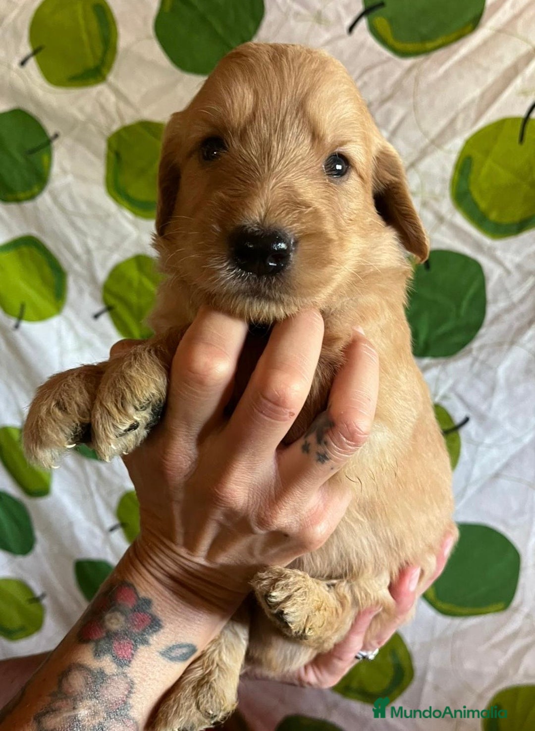 Goldendoodle perros en venta: Goldendoodle  - Imagen 7