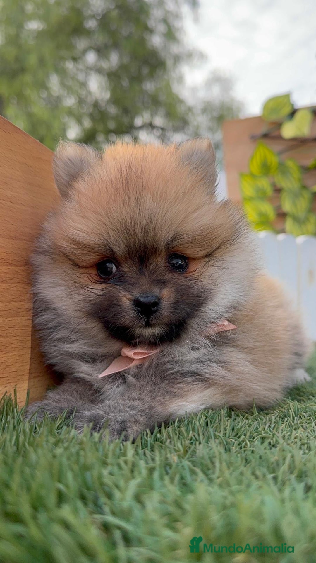 Pomerania perros en venta: POMERANIA HEMBRA - Imagen 2