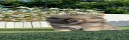 Pomerania perros en venta: POMERANIA - Anuncio 13
