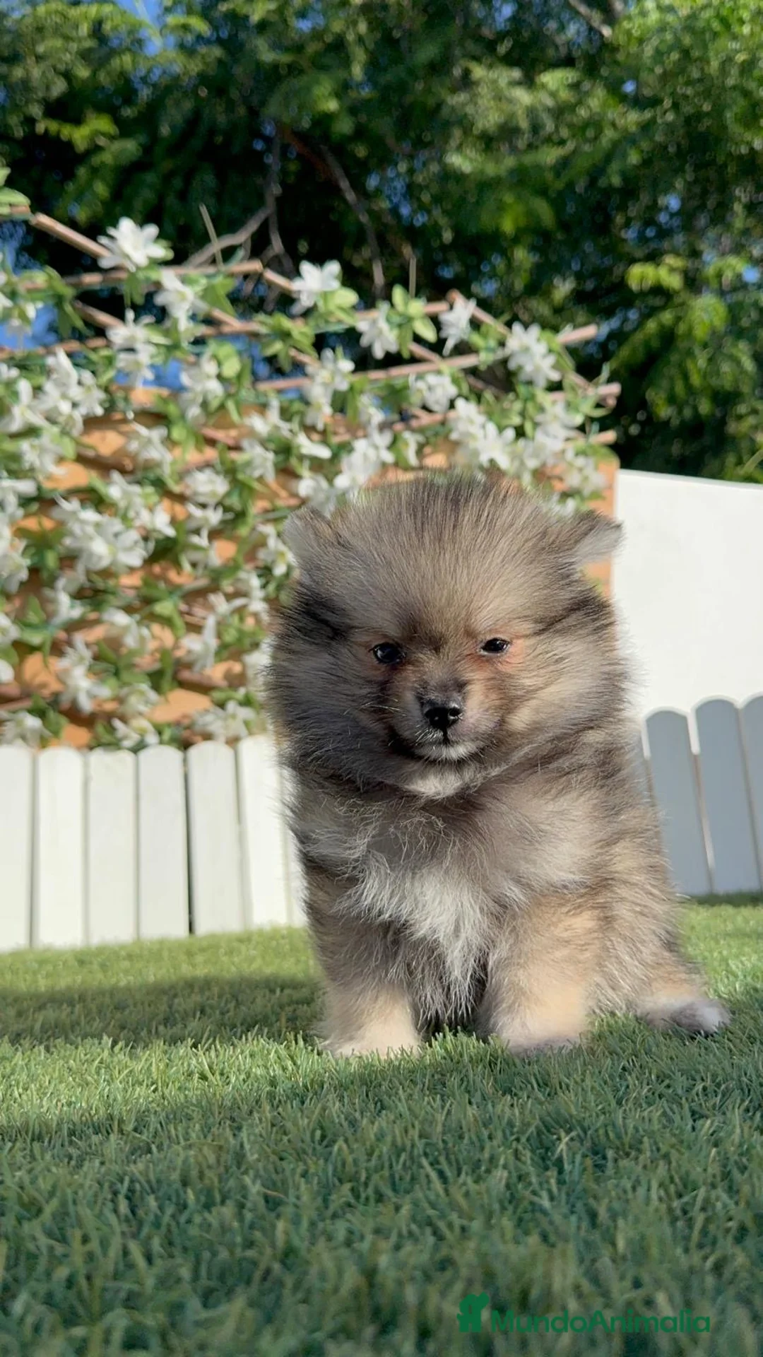 Pomerania perros en venta: POMERANIA - Anuncio 13
