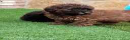 Maltipoo perros en venta: Maltipoo  - Anuncio 4