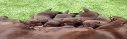 Labrador Retriever perros en venta: Cachorros labrador chocolate con pedigree  - Anuncio 3