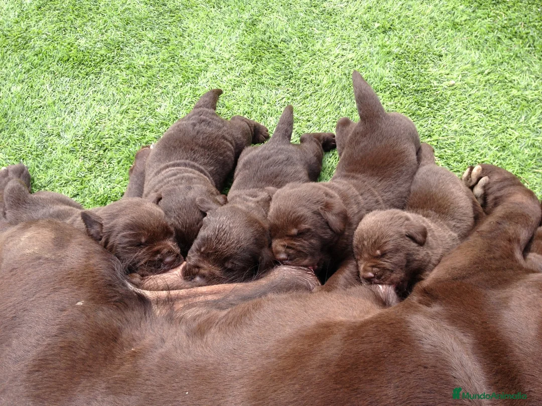 Labrador Retriever perros en venta: Cachorros labrador chocolate con pedigree  - Anuncio 3