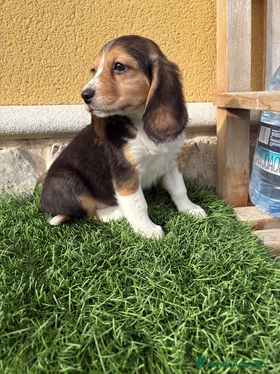 Beagle perros en venta: Cachorro macho de Beagle  - Anuncio 19