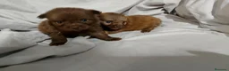 Pomchi perros en venta: Camada de pomchi  - Anuncio 10