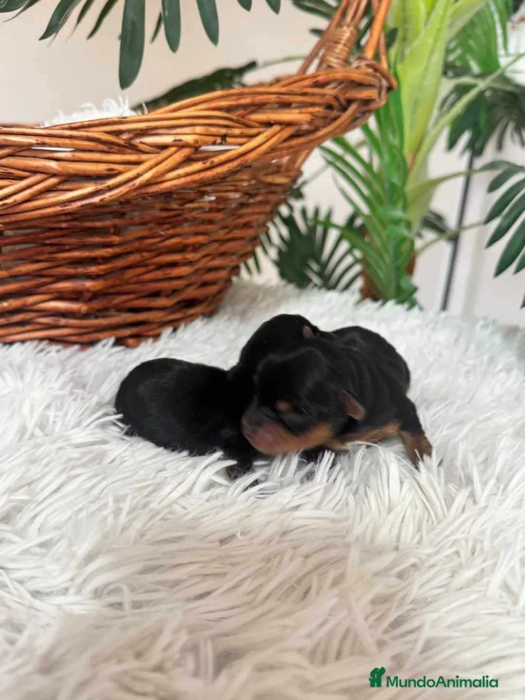 Yorkshire Terrier perros en venta: YORKSHIRE TERRIER - Anuncio 1