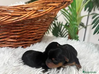 Yorkshire Terrier perros YORKSHIRE TERRIER - Anuncio 1