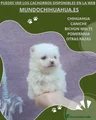 Pomerania Cachorro 9