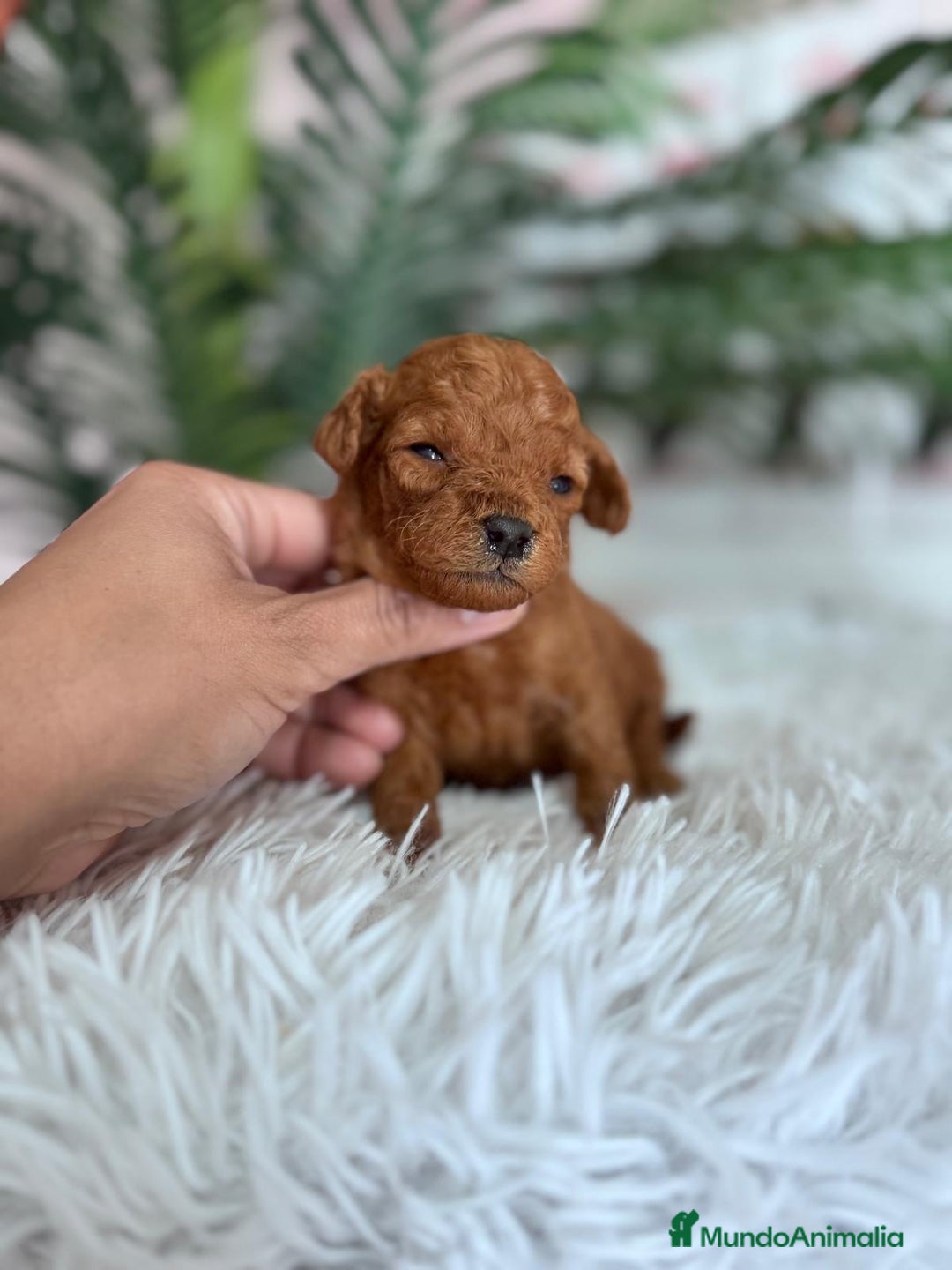 Caniche Toy perros en venta: CANICHE TOY ROJO - Anuncio 9