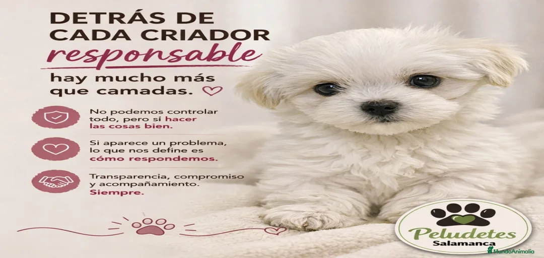 Imagen de galería {{count}}