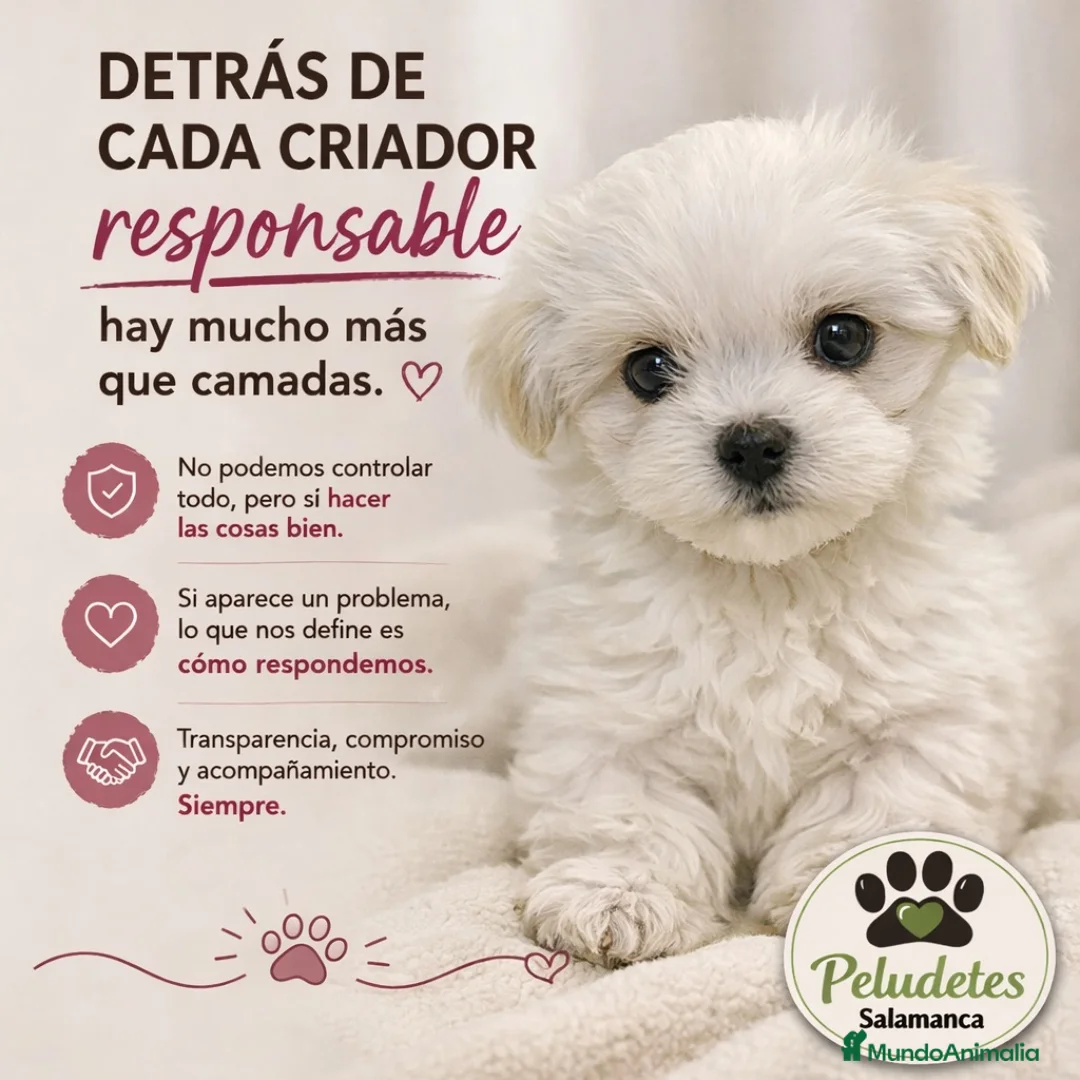 Imagen de galería {{count}}