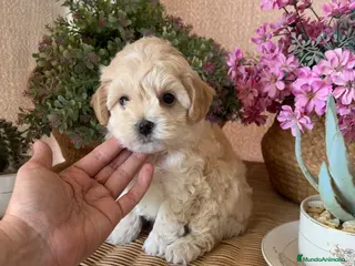 Maltipoo perros Maltipoo Hembra muy bonita !!!! - Anuncio 1