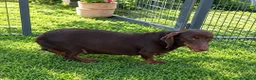 Teckel perros en venta: Teckel Canichen - Anuncio 3