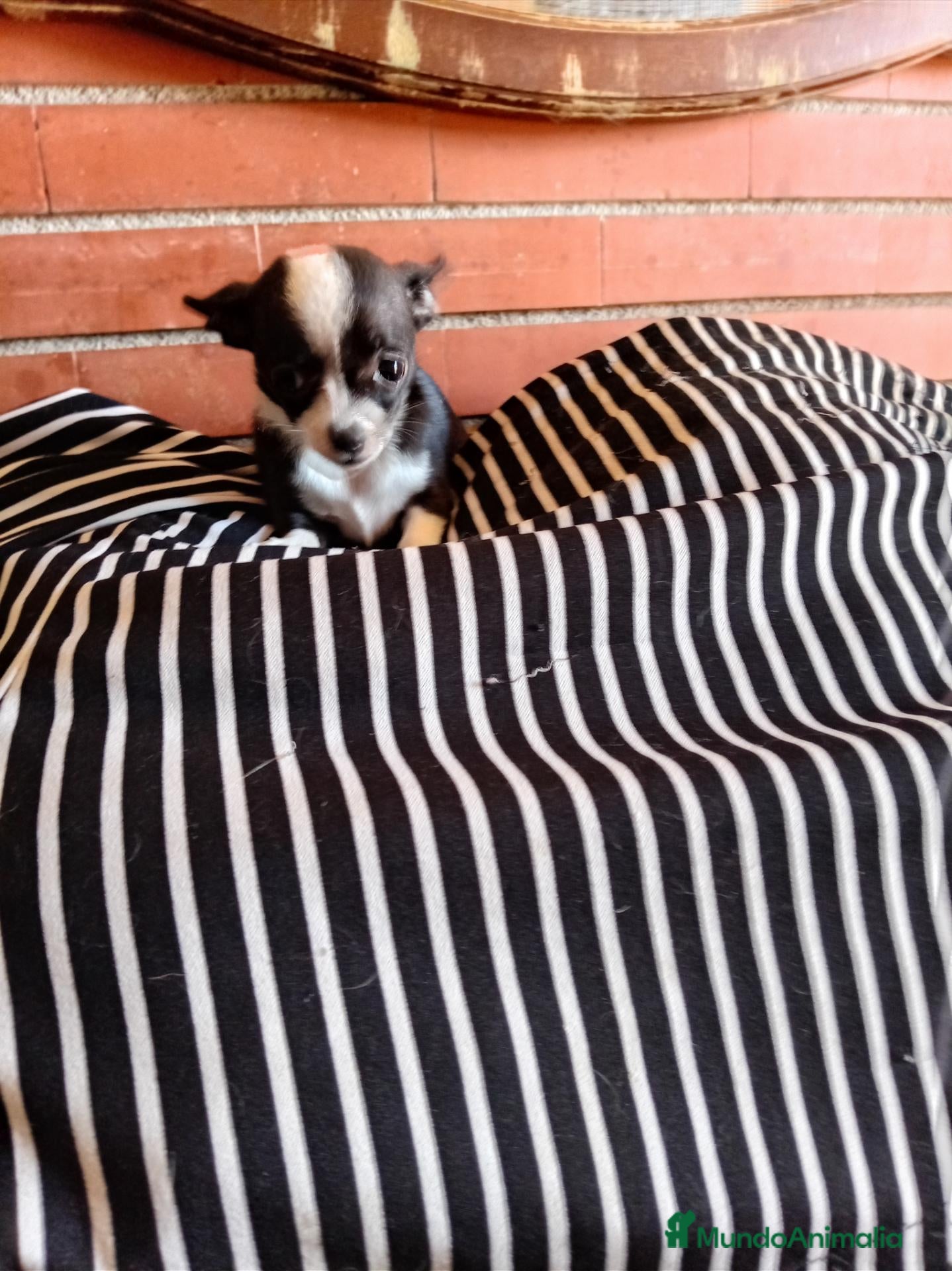 Chihuahua perros Chihuahua toy - Anuncio 1