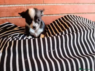 Chihuahua perros Chihuahua toy - Anuncio 1
