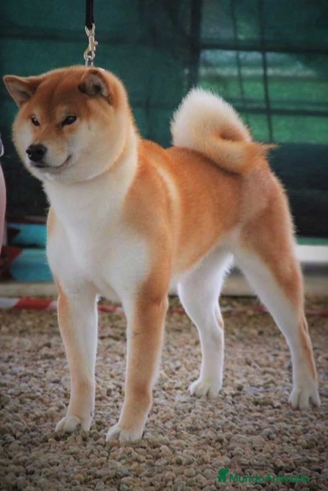 Shiba Inu perros en venta: CRIA FAMILIAR SHIBA INU - Anuncio 10