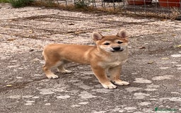 Shiba Inu perros en venta: Shiba inu - Imagen 2