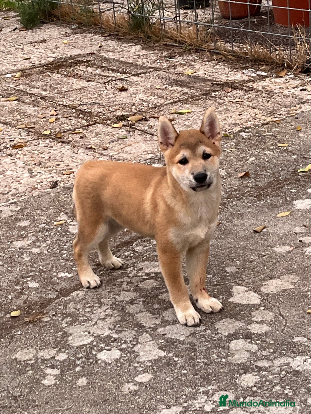 Shiba Inu perros en venta: Shiba inu - Imagen 2