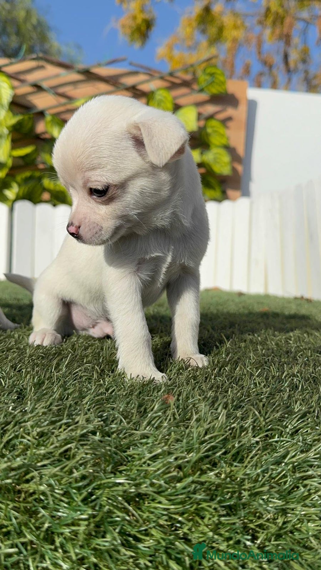 Chihuahua perros en venta: CHIHUAHUA MACHO - Anuncio 2