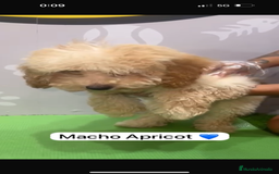 Caniche Enano perros en venta: Caniche enano macho - Imagen 2