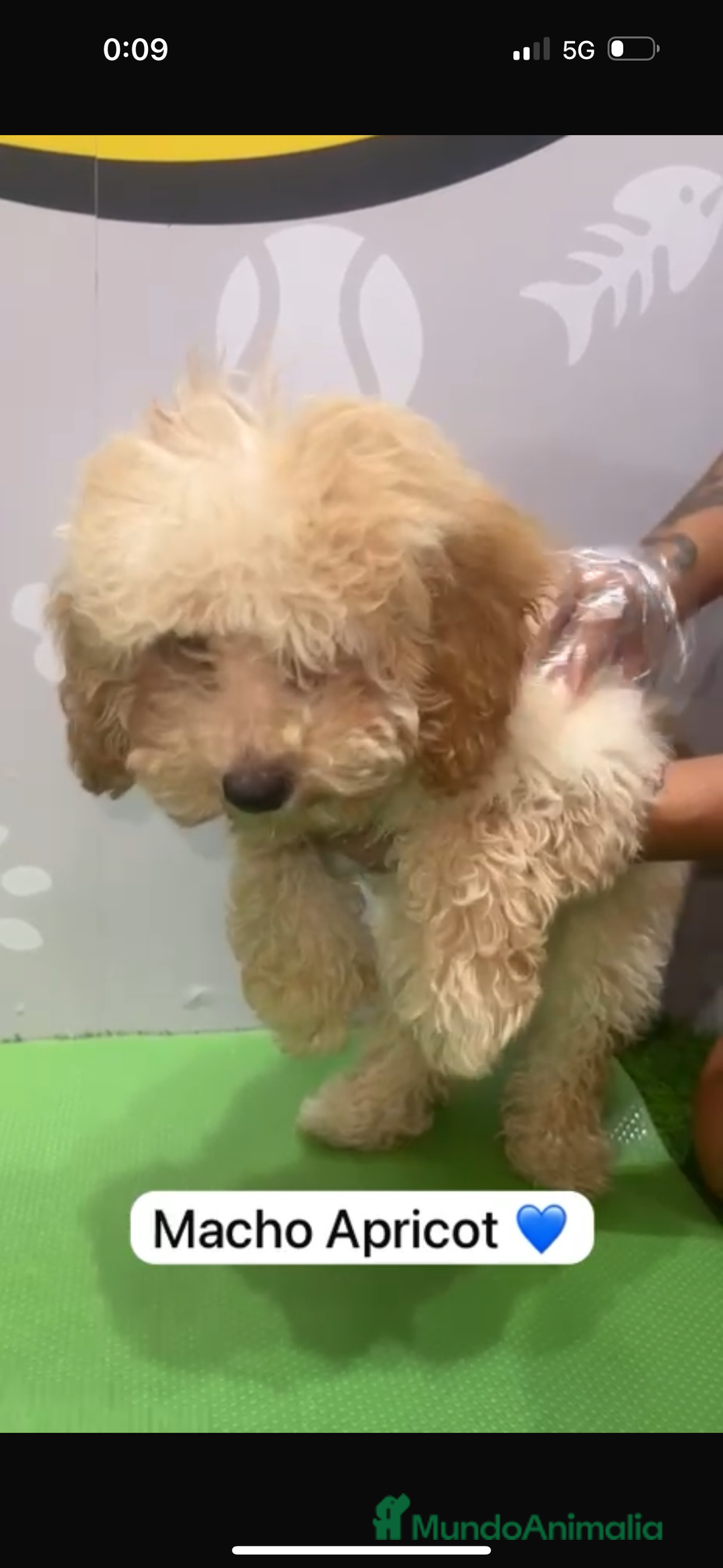 Caniche Enano perros en venta: Caniche enano macho - Imagen 2
