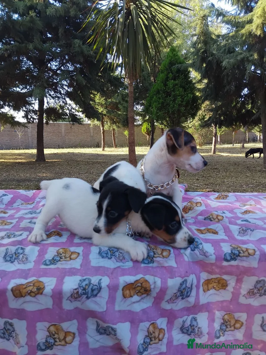 Jack Russell Terrier perros en venta: Jack Russell Terrier listos para entregar - Anuncio 2