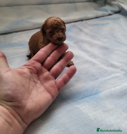Caniche Enano perros en Barcelona - Anuncio 15