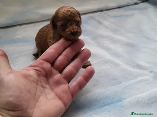 Caniche Enano perros Caniches espectaculares en Barcelona - Anuncio 9