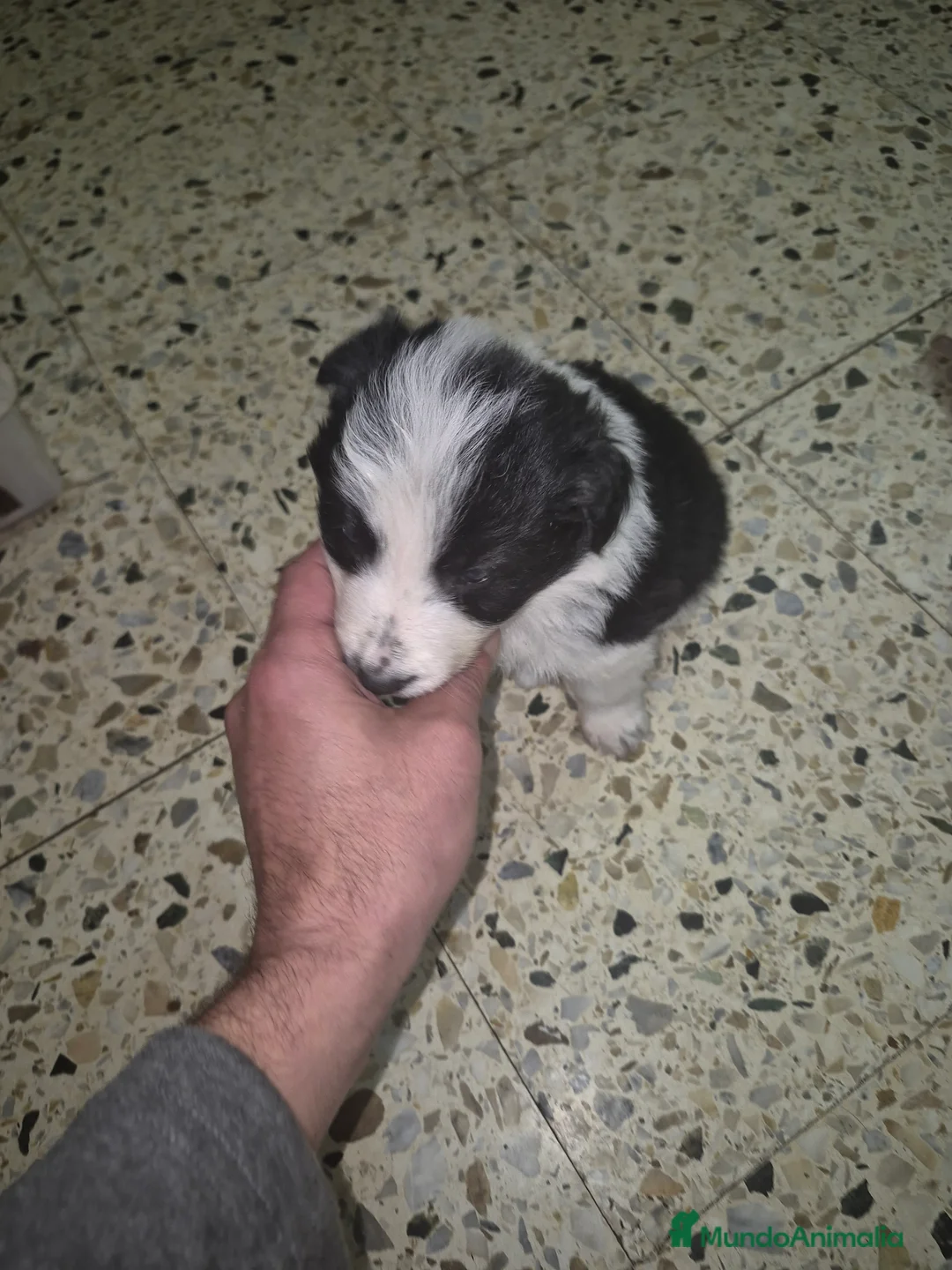 Bearded Collie perros en venta: Border collie - Anuncio 3