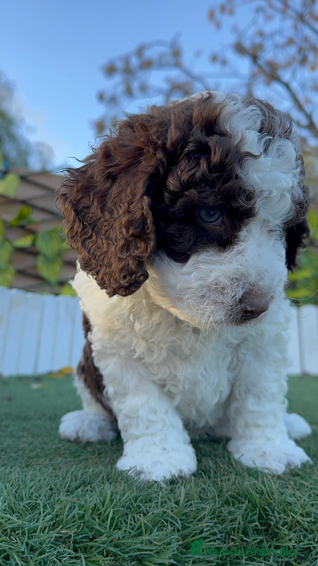 Perro de Agua Español perros en venta: PERRO DE AGUA ESPAÑOL - Anuncio 4