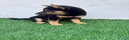 Shiba Inu perros en venta: Shiba Inu - Anuncio 22