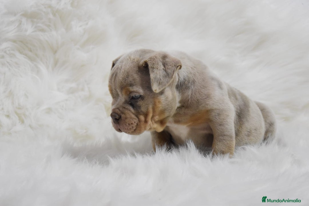 American Bully perros en venta: american bully  - Anuncio 2
