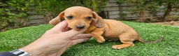 Teckel perros en venta: Teckel  kanichem...OFERTA  - Anuncio 7
